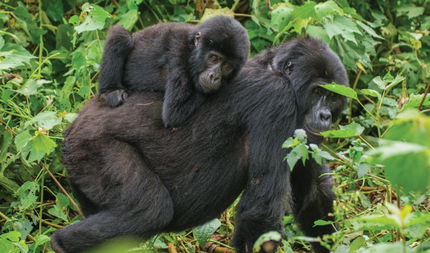 Luxury Uganda Safari Tours