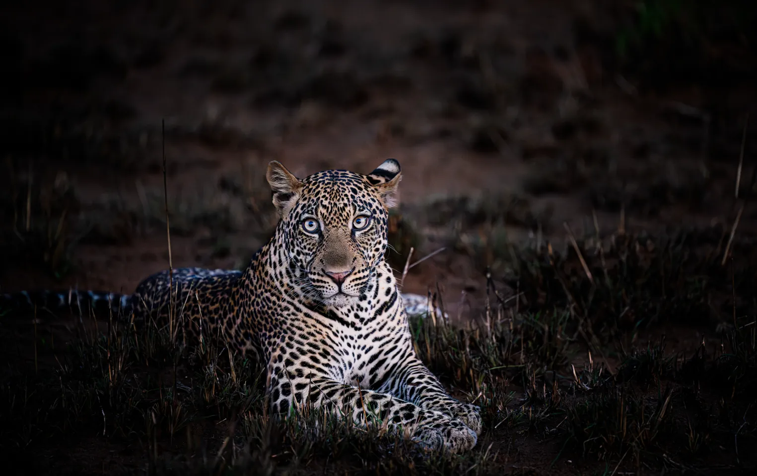 10 Days Kenya & Tanzania Great Migration Safari
