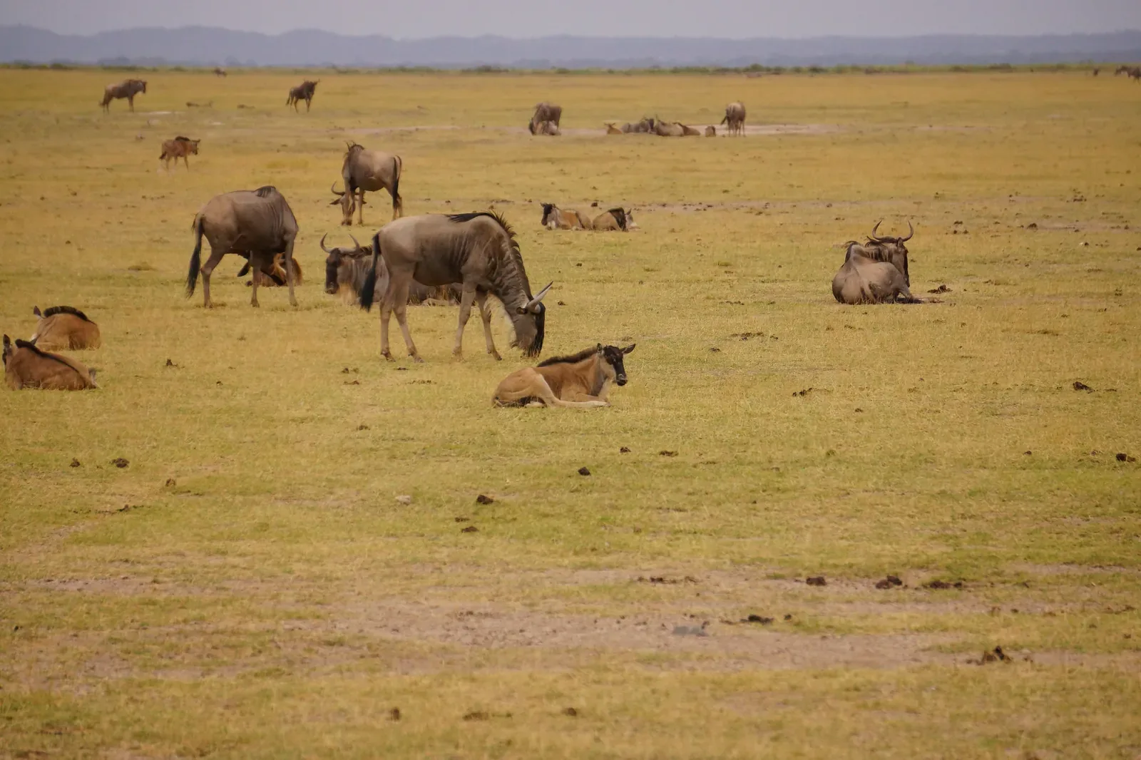 Amboseli elephants Kilimanjaro Kenya