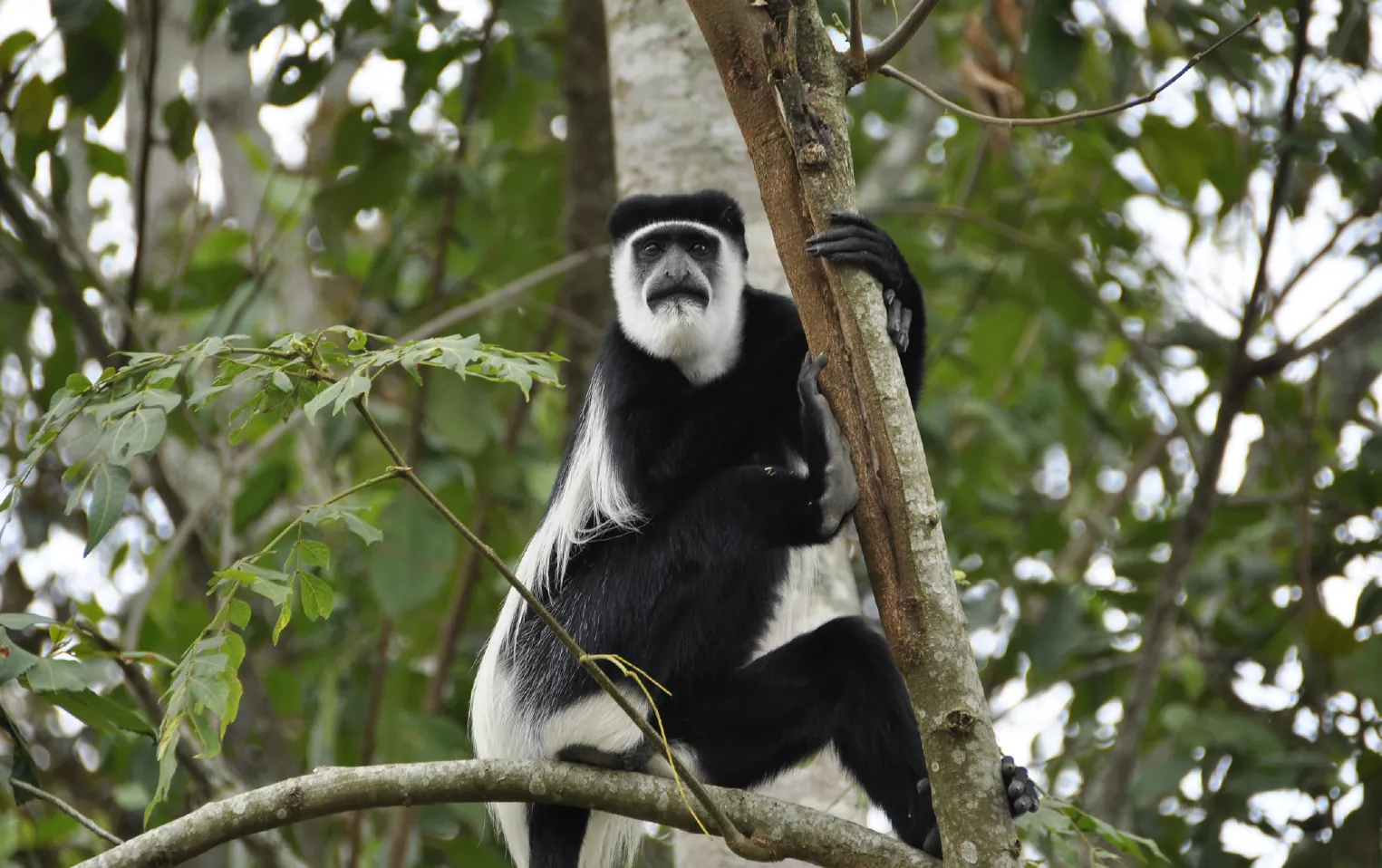 8 Days Rwanda Grand Safari Collection