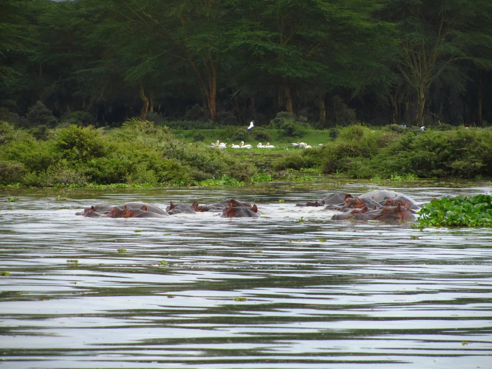 Lake Nakuru Kenya