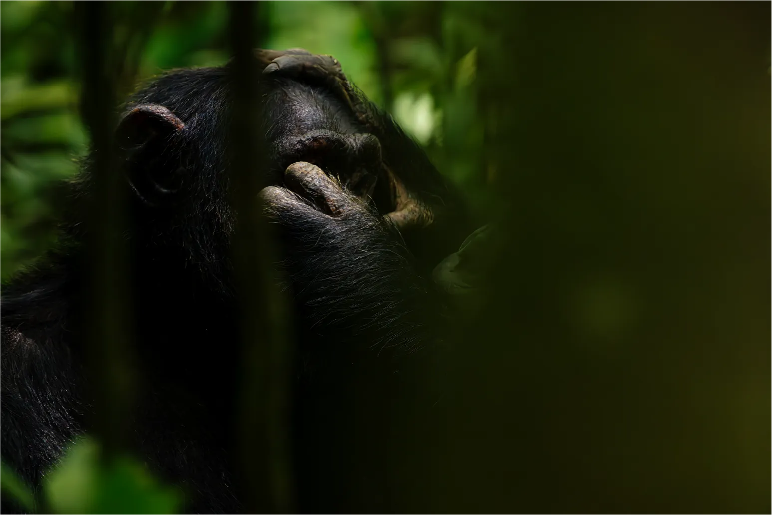 9 Days Gorillas and Chimps Collection