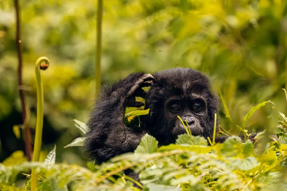 5 Days Ultimate Uganda Gorilla Collection