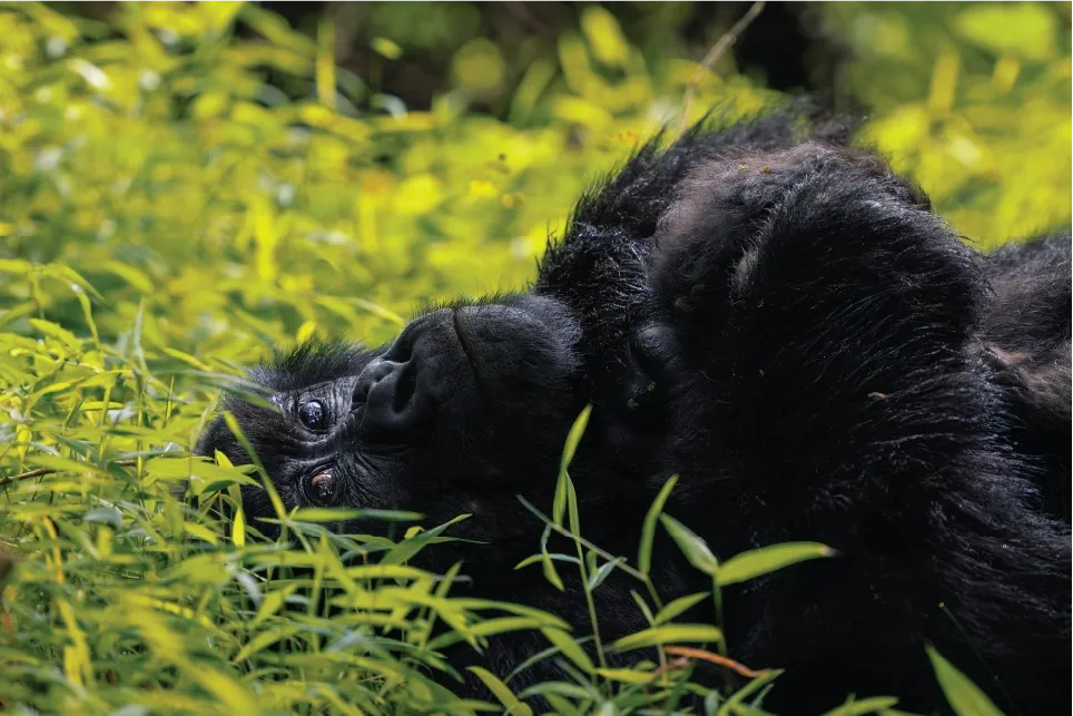10 Days Uganda & Rwanda Signature Journey