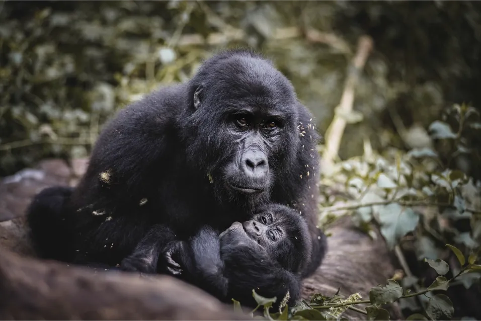 9 Days Gorillas and Chimps Collection