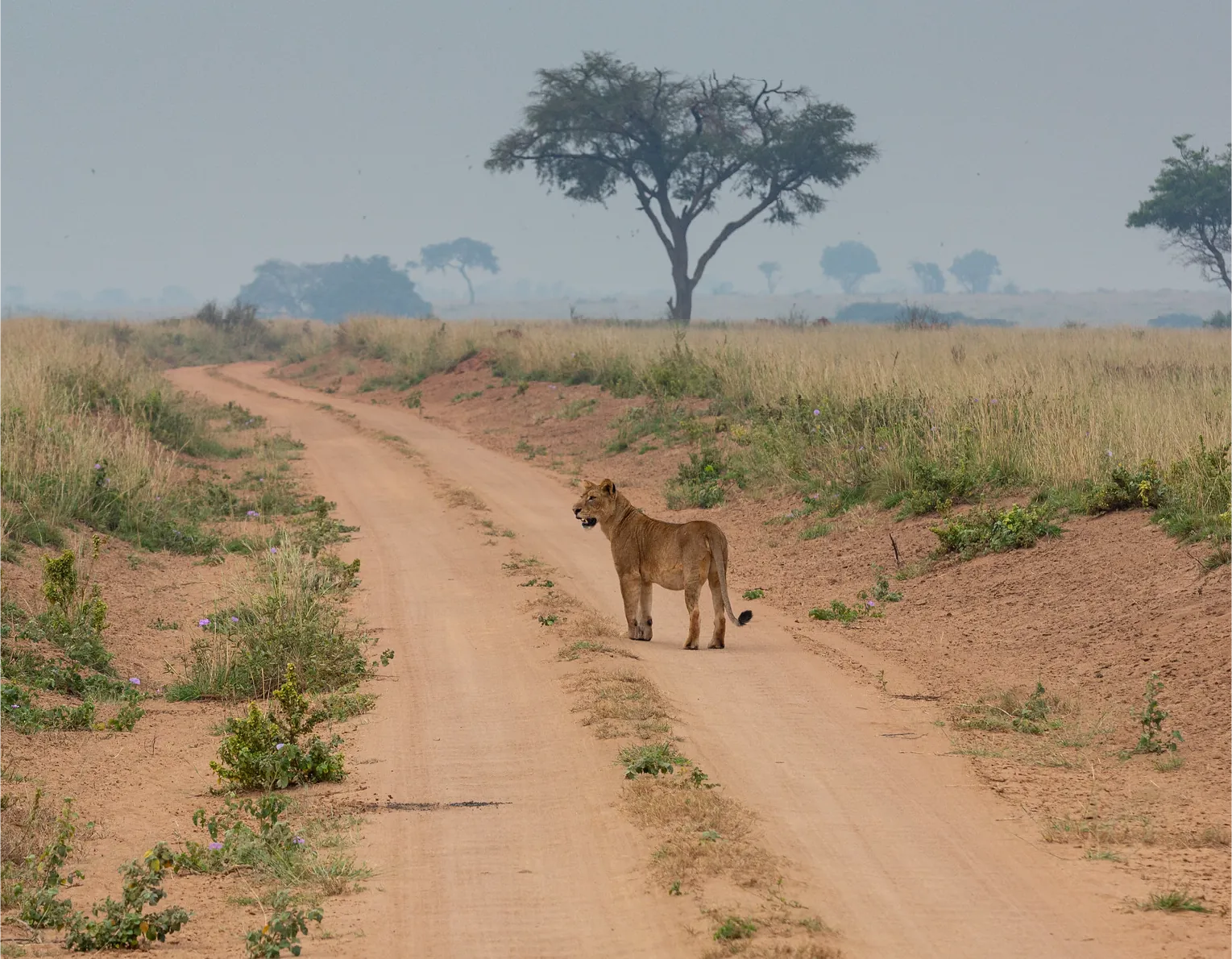 Tsavo Kenya