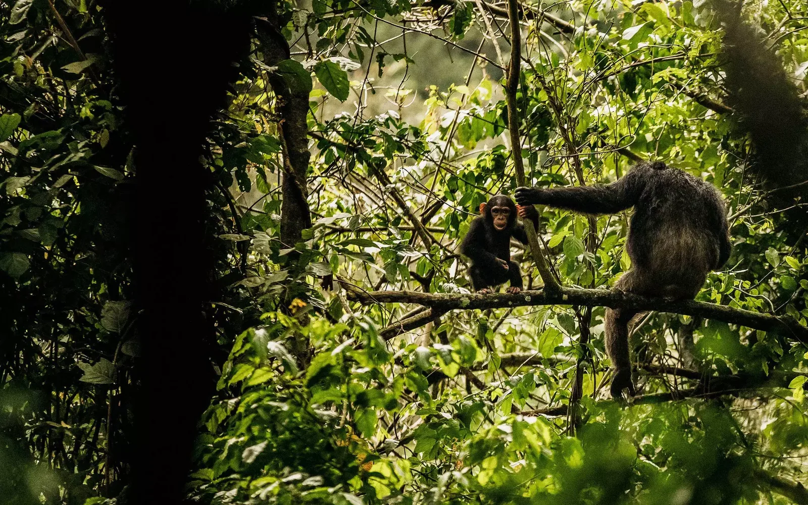 Chimpanzee trekking Nyungwe