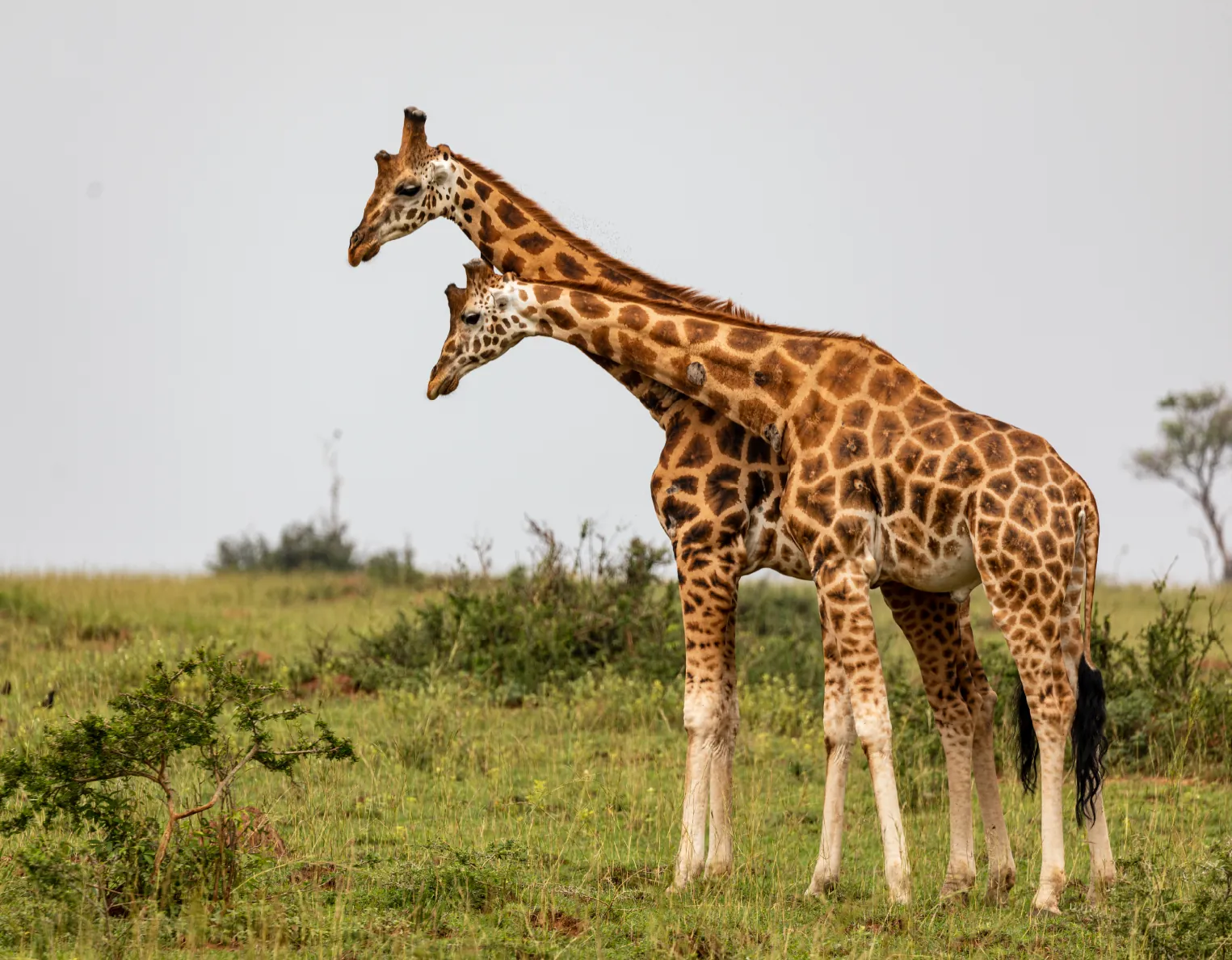 8 Days Kenya Great Migration Safari