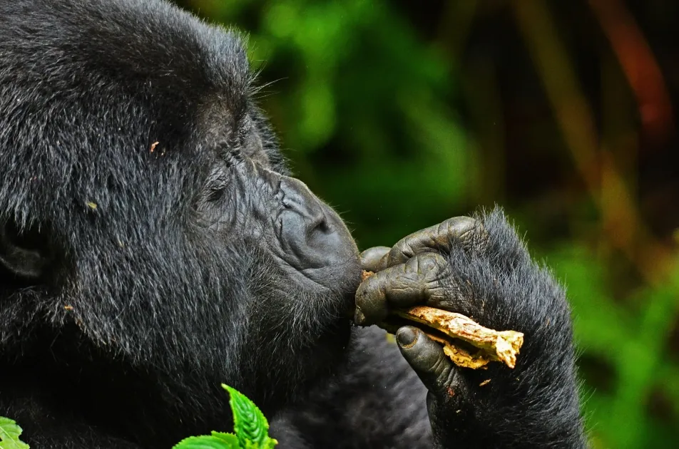5 Days Ultimate Uganda Gorilla Collection