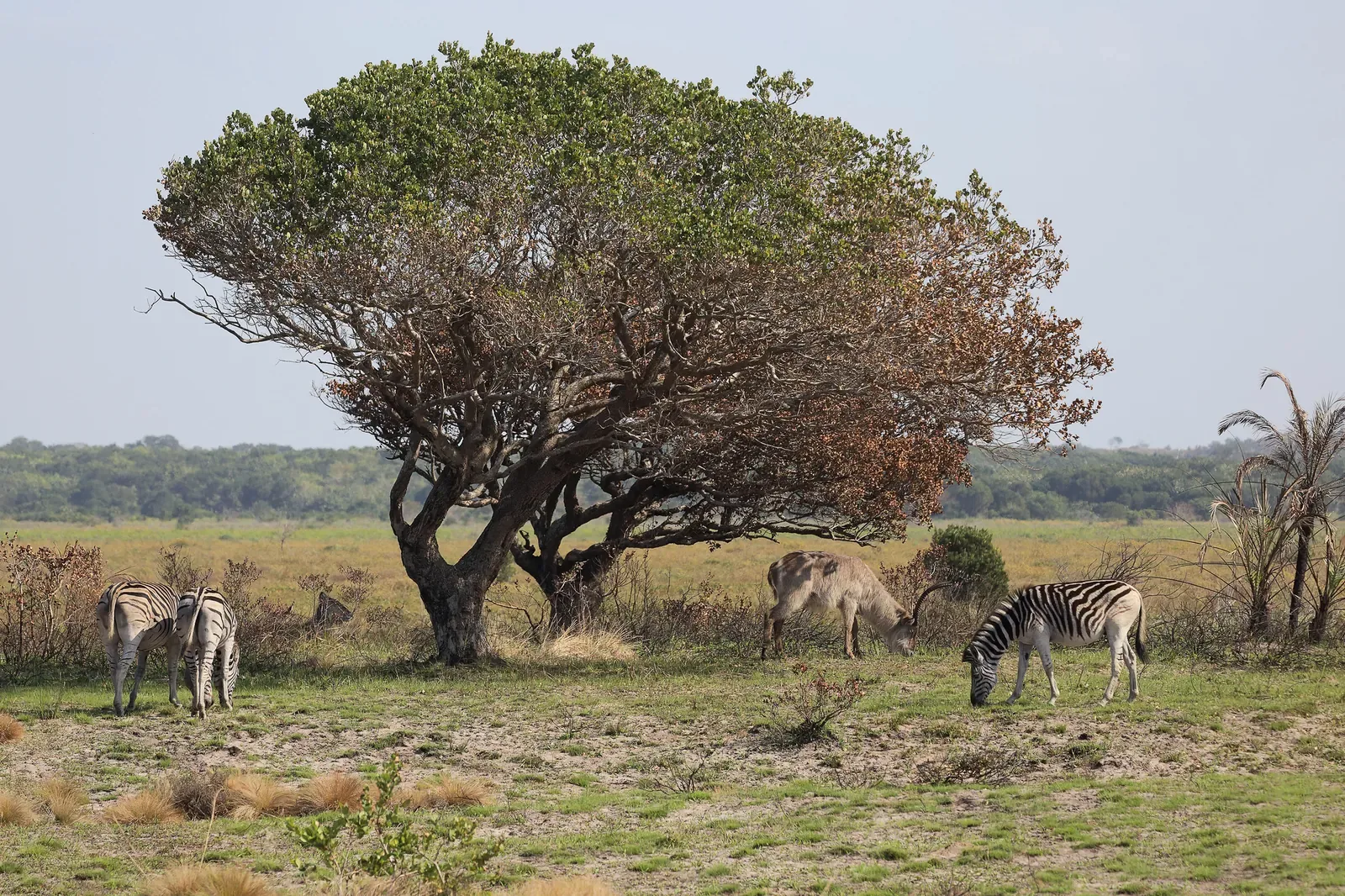 Tsavo Kenya